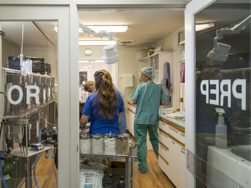 Brewer Veterinary Clinic OR Prep