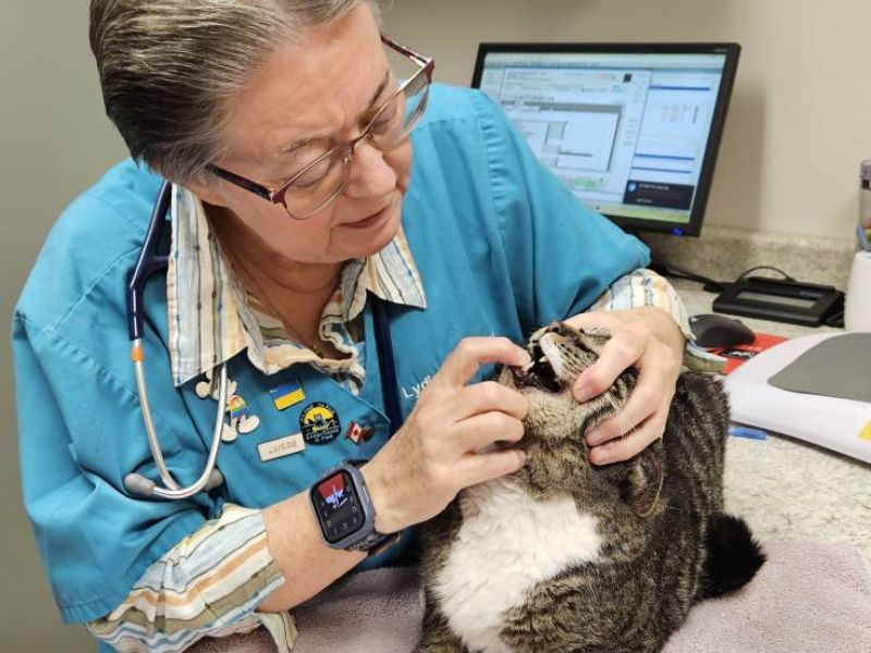 Brewer Veterinary Clinic Staff looking in a cat's mouth
