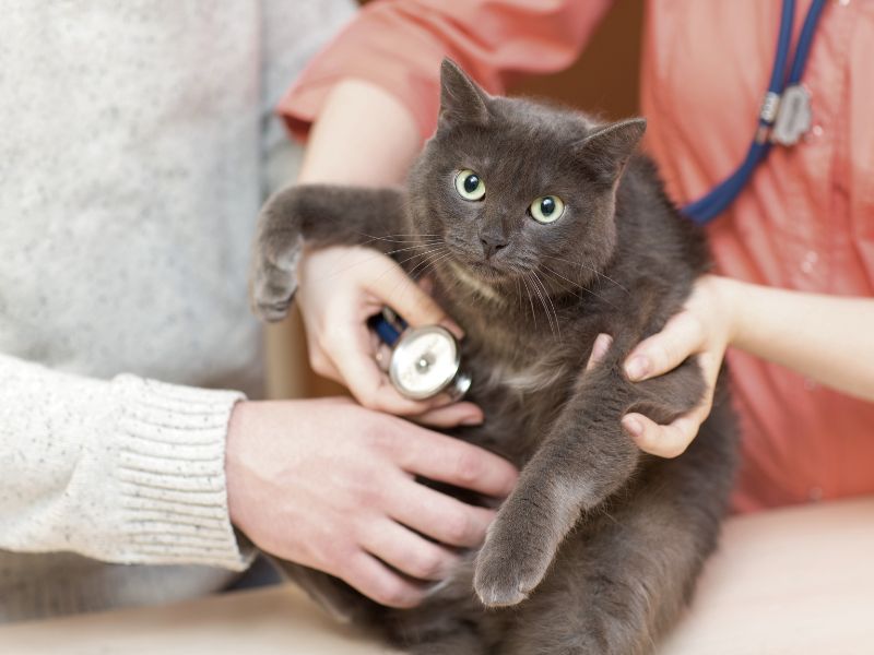 Cat being handled by a veterinarian listening to its heart