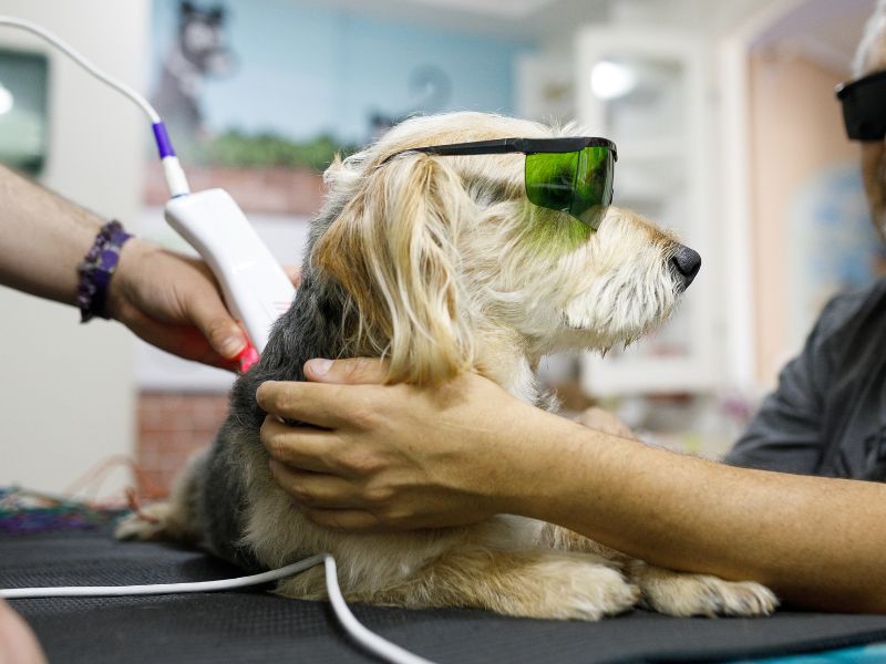 Dog receiving laser therapy