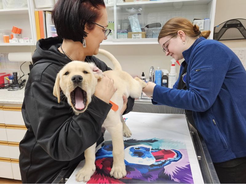 Puppy getting it's nails trimmed at Brewer Veterinary Clinic