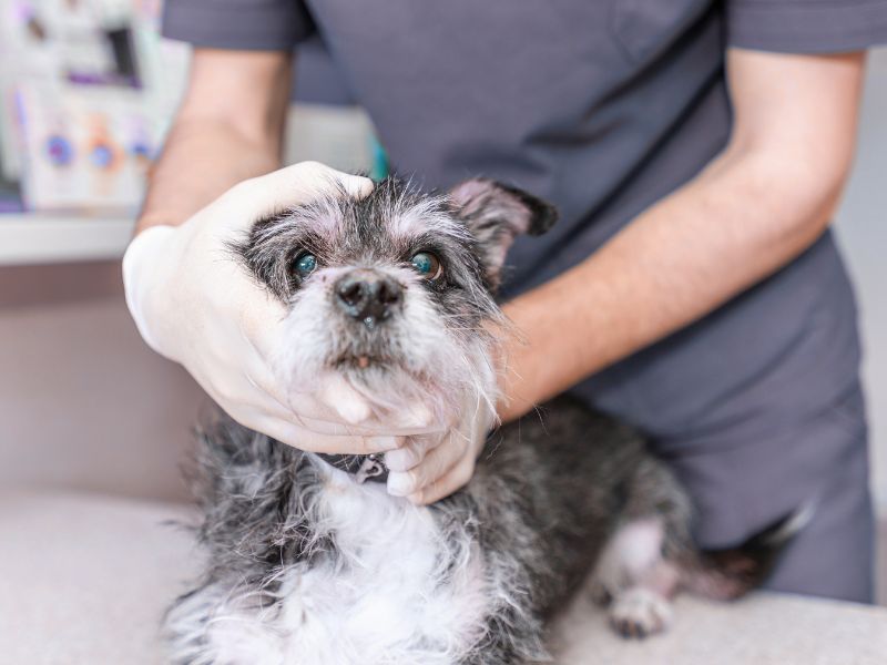 Vet looking at an older dog