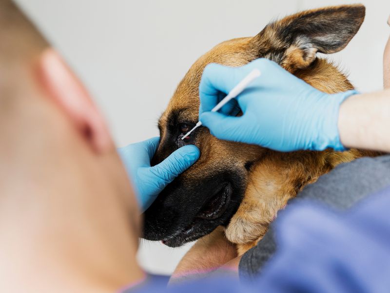 Veterinarian examining a dog's eye