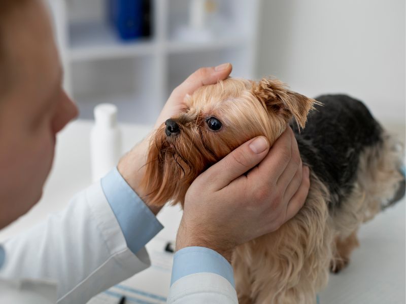 Veterinarian looking at a dog's eye