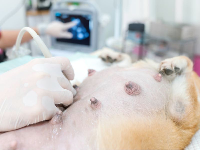 Veterinarian performing an ultrasound on a small dog