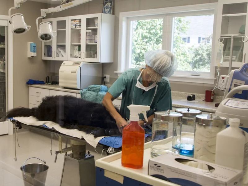Veterinarian working on a dog in surgery