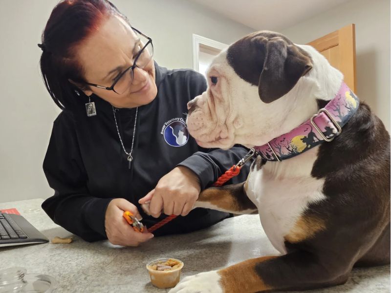 Veterinary staff cutting a dog's nails