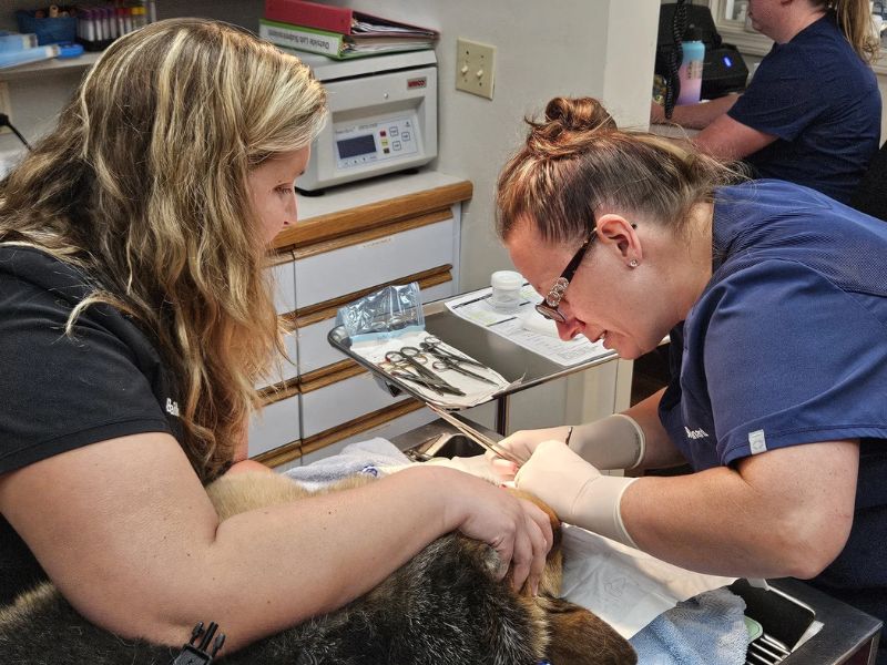 Veterinary staff working on a dog