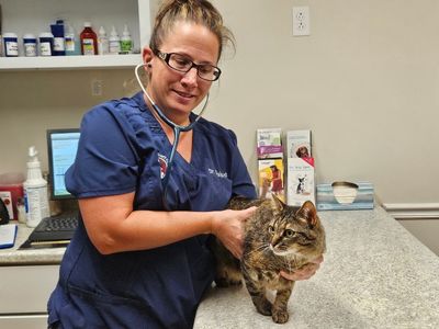 a-doctor-holding-a-cat A doctor wearing blue scrubs and glasses is holding a cat