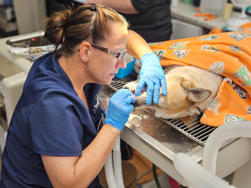 Veterinarian performing a dental treatment on a pet